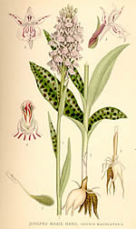 Orchis maculata L.